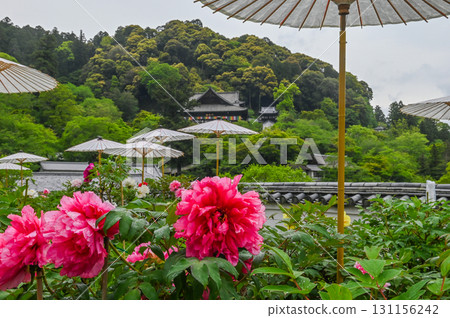 Hasedera Temple - Scenery of an ancient temple with rhododendrons in bloom 131156242
