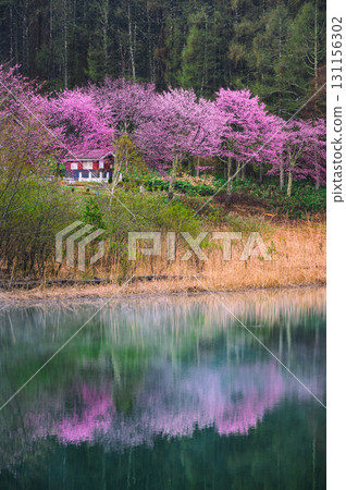 [Lake Nakamaki after the rain] Mountain cherry blossoms and their reflections on the lake surface [Hijiri Plateau] 131156302