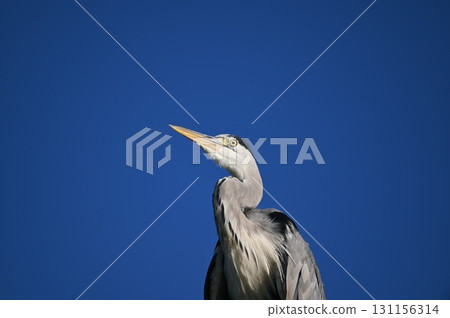 灰鷺 131156314