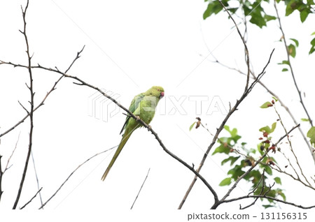 Hong Seinco Hong Seinco 131156315