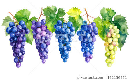 葡萄畫水彩插圖 131156551
