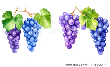葡萄畫水彩插圖 131156552