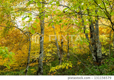 用紅葉著色的燃燒的秋天尾瀨 131156579