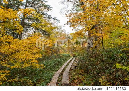 用紅葉著色的燃燒的秋天尾瀨 131156580