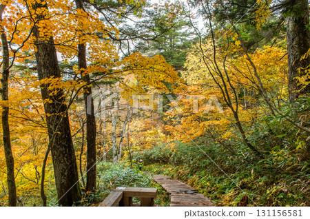 用紅葉著色的燃燒的秋天尾瀨 131156581