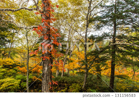 Burning autumn Oze colored with colored leaves 131156583