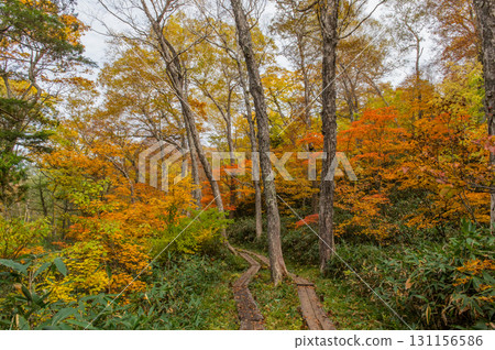 Burning autumn Oze colored with colored leaves 131156586
