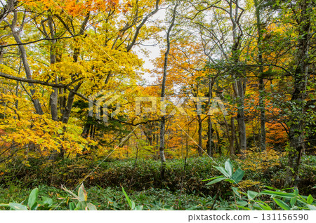 用紅葉著色的燃燒的秋天尾瀨 用紅葉著色的燃燒的秋天尾瀨 131156590