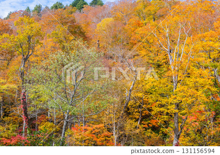 Burning autumn Oze colored with colored leaves 131156594