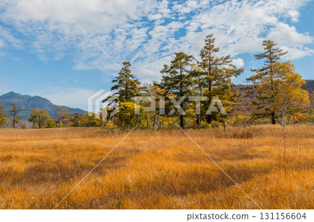 用紅葉著色的燃燒的秋天尾瀨 131156604
