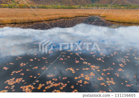 用紅葉著色的燃燒的秋天尾瀨 131156605