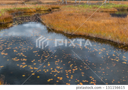 Burning autumn Oze colored with colored leaves Burning autumn Oze colored with colored leaves 131156615