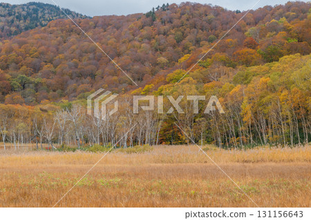 Burning autumn Oze colored with colored leaves 131156643