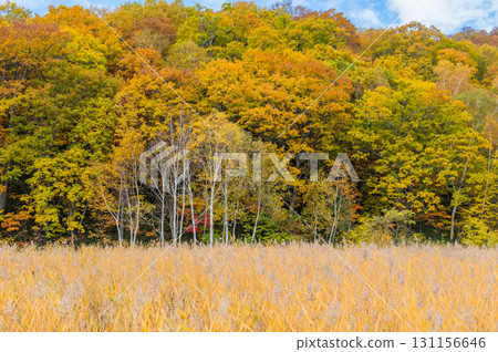 Burning autumn Oze colored with colored leaves 131156646