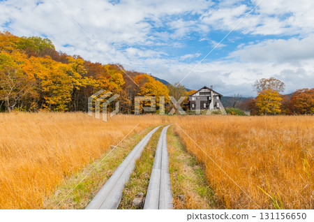 Burning autumn Oze colored with colored leaves 131156650