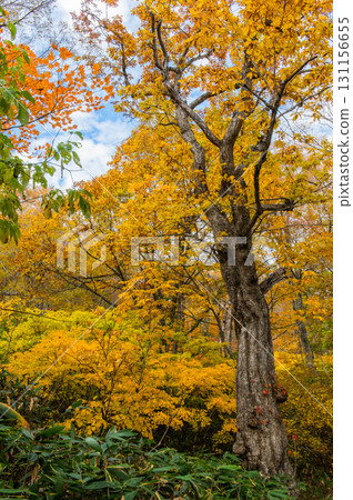 Burning autumn Oze colored with colored leaves Burning autumn Oze colored with colored leaves 131156655