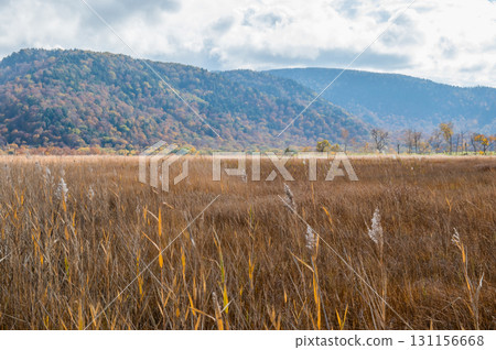 Burning autumn Oze colored with colored leaves 131156668