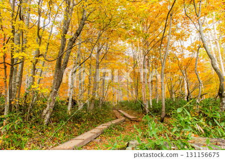 用紅葉著色的燃燒的秋天尾瀨 用紅葉著色的燃燒的秋天尾瀨 131156675