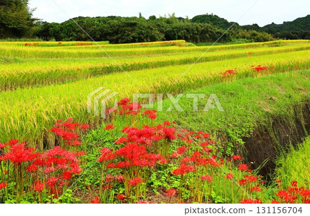 Mitanda red spider lily Mitanda red spider lily 131156704