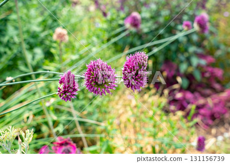 The Allium chinense has white, spherical flowers. The Allium chinense has white, spherical flowers. 131156739