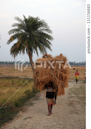 Farmer carries rice from the farm home in Baidyapur, West Bengal, India 131156883