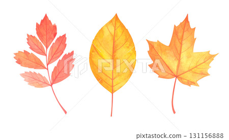 Set of fallen leaves 131156888