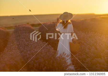 Lavender Fields Woman Sunset: A woman in a white dress enjoys a sunset stroll through a lavender field, likely for leisure and photography. Lavender Fields Woman Sunset: A woman in a white dress enjoys a sunset stroll through a lavender field, likely for leisure and photography. 131156995