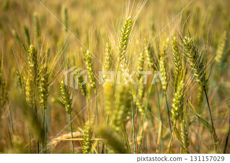 A field of wheat with a few brown and yellow stalks A field of wheat with a few brown and yellow stalks 131157029