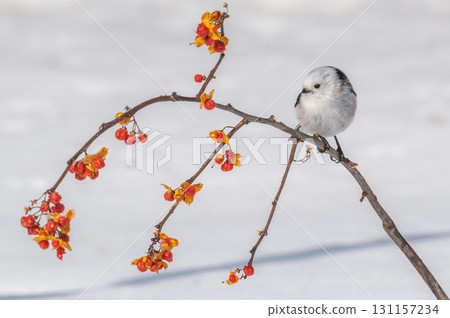 雪仙@島永 雪仙@島永 131157234