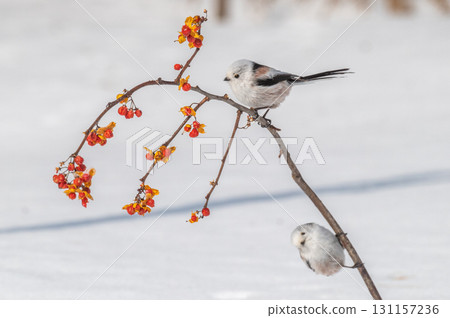 雪仙@島永 131157236