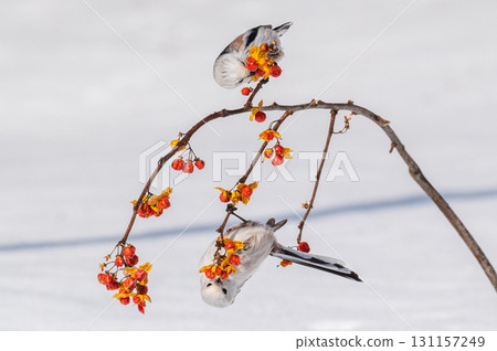 Snow Fairy @ Shimaenaga 131157249