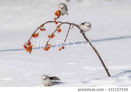 Snow Fairy @ Shimaenaga 131157250