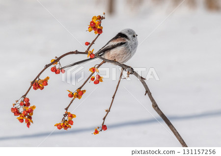 雪仙@島永 131157256