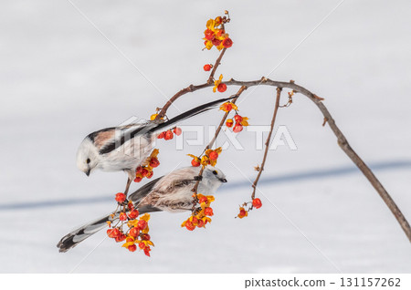 Snow Fairy @ Shimaenaga 131157262