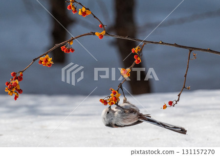 Snow Fairy @ Shimaenaga 131157270