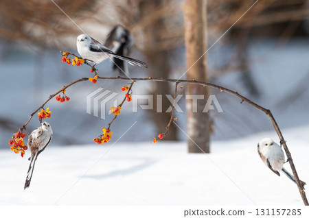 雪仙@島永 雪仙@島永 131157285