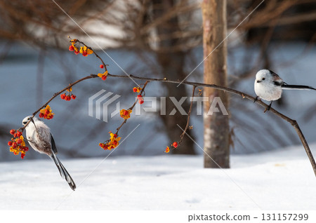 Snow Fairy @ Shimaenaga Snow Fairy @ Shimaenaga 131157299