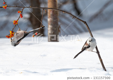 Snow Fairy @ Shimaenaga 131157300