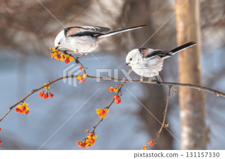 雪仙@島永 131157330