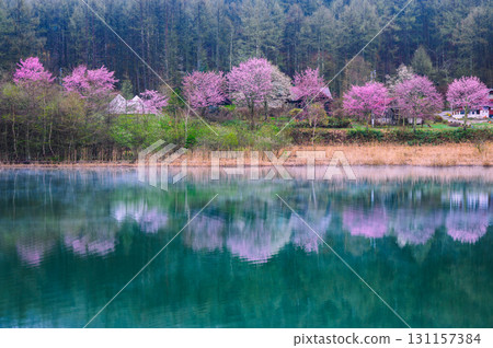 【雨後的仲卷湖】湖面上倒映的山櫻花【聖高原】 131157384