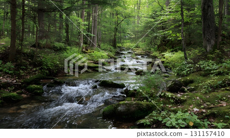 Small stream flowing through forest spring greenery Small stream flowing through forest spring greenery 131157410