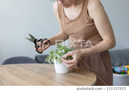 Woman cutting with scissors damaged leaves of tradescantia house plant. Woman cutting with scissors damaged leaves of tradescantia house plant. 131157815