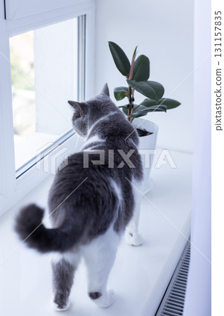 Cat walks on a window sill in a house near ficus plant in a big flower pot. Cat walks on a window sill in a house near ficus plant in a big flower pot. 131157835