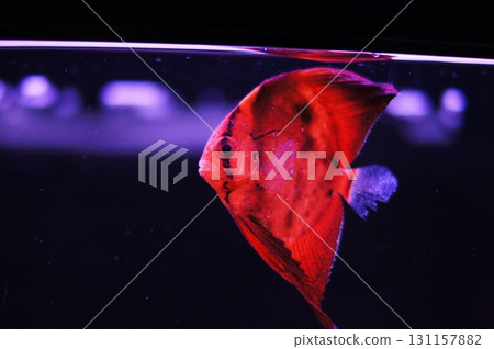 Angelfish  131157882