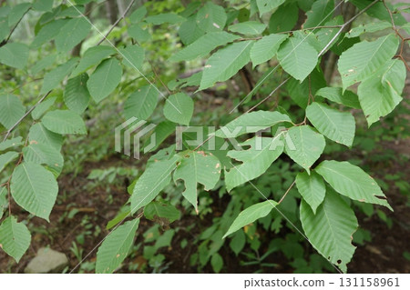 夏季森林裡,鬱鬱蔥蔥的山毛櫸樹葉在陽光下閃閃發光,清涼的綠色讓人感受到季節的氣息。 夏季森林裡,鬱鬱蔥蔥的山毛櫸樹葉在陽光下閃閃發光,清涼的綠色讓人感受到季節的氣息。 131158961
