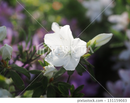 White azaleas blooming in the sunlight filtering through the trees White azaleas blooming in the sunlight filtering through the trees 131159083