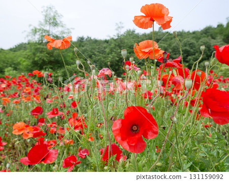 Poppy 02 131159092