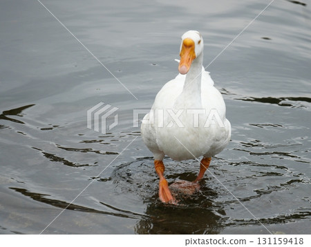 It's not a swan, it's a goose 131159418