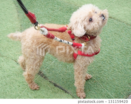 Cute dog 131159420