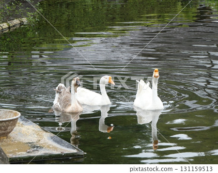 It's not a swan, it's a goose It's not a swan, it's a goose 131159513